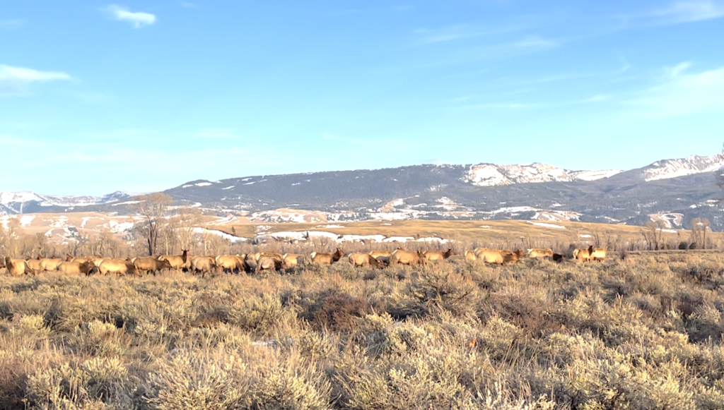 UW Helps Map Ungulate Migrations - JacksonHolePress