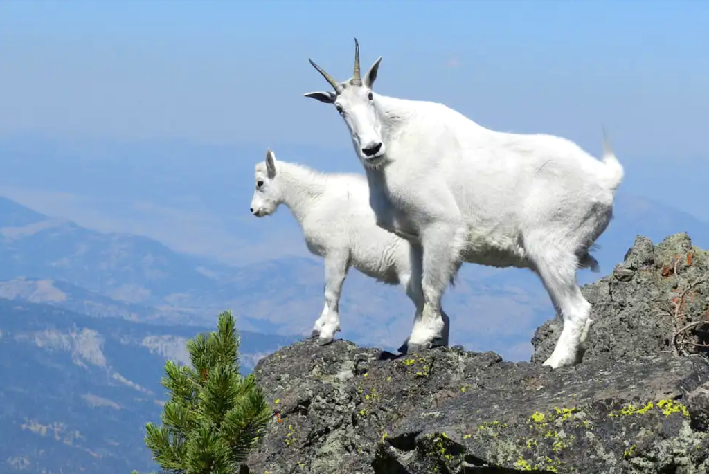 Mountain Goat Name Crossword