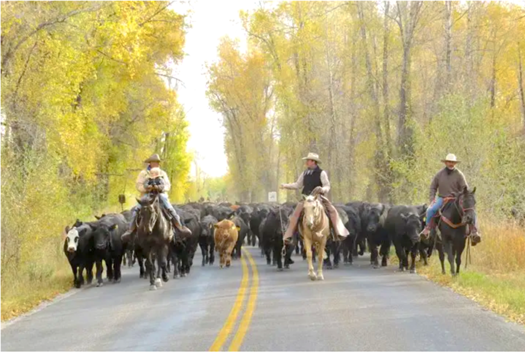 Spring Gulch Road will finally be paved - JacksonHolePress