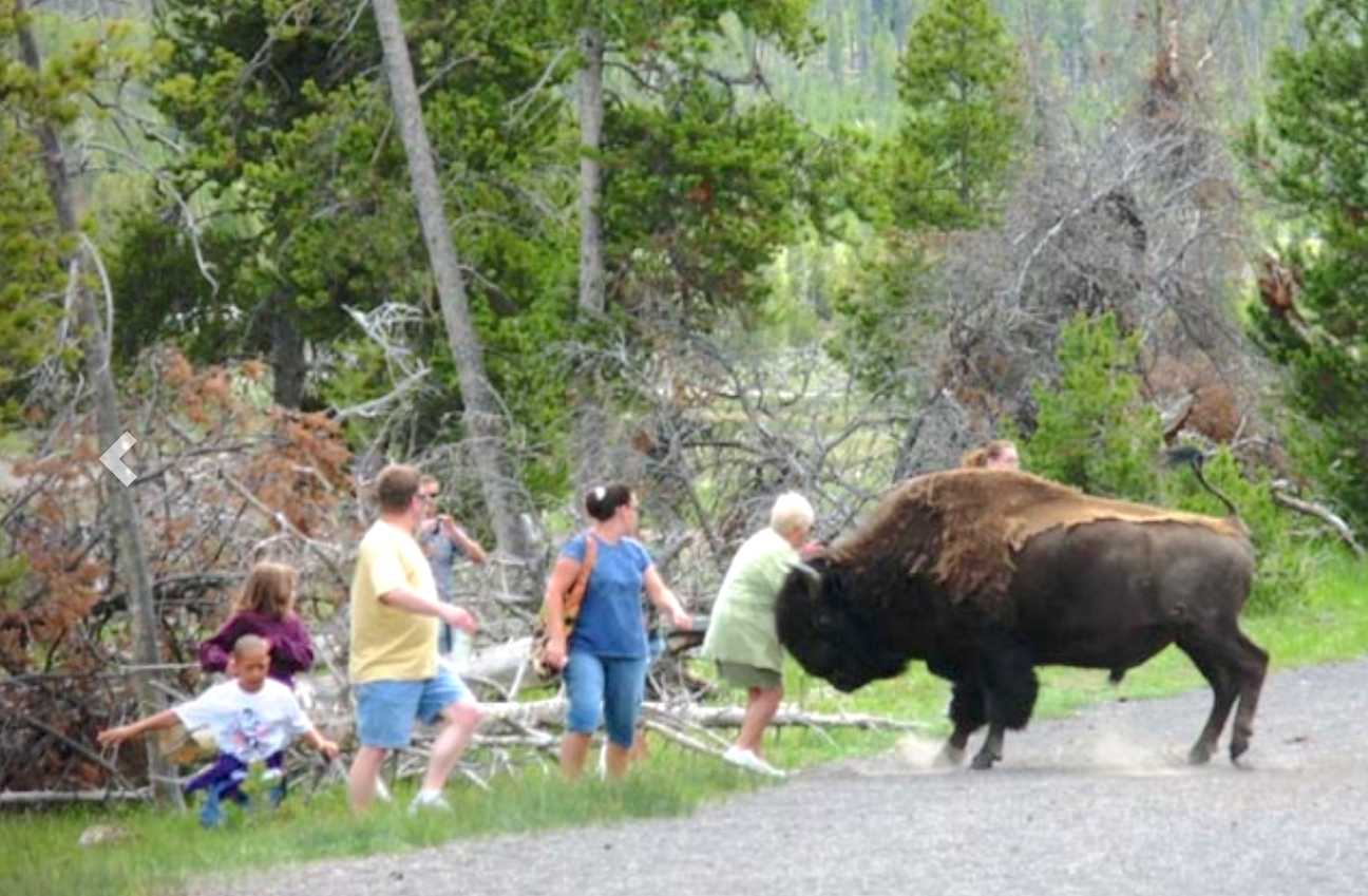 Woman gored by bison in Yellowstone JacksonHolePress