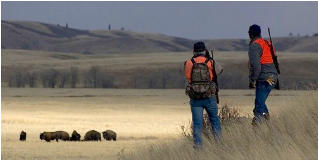 Governor’s bison hunt goes to Alpine man - JacksonHolePress