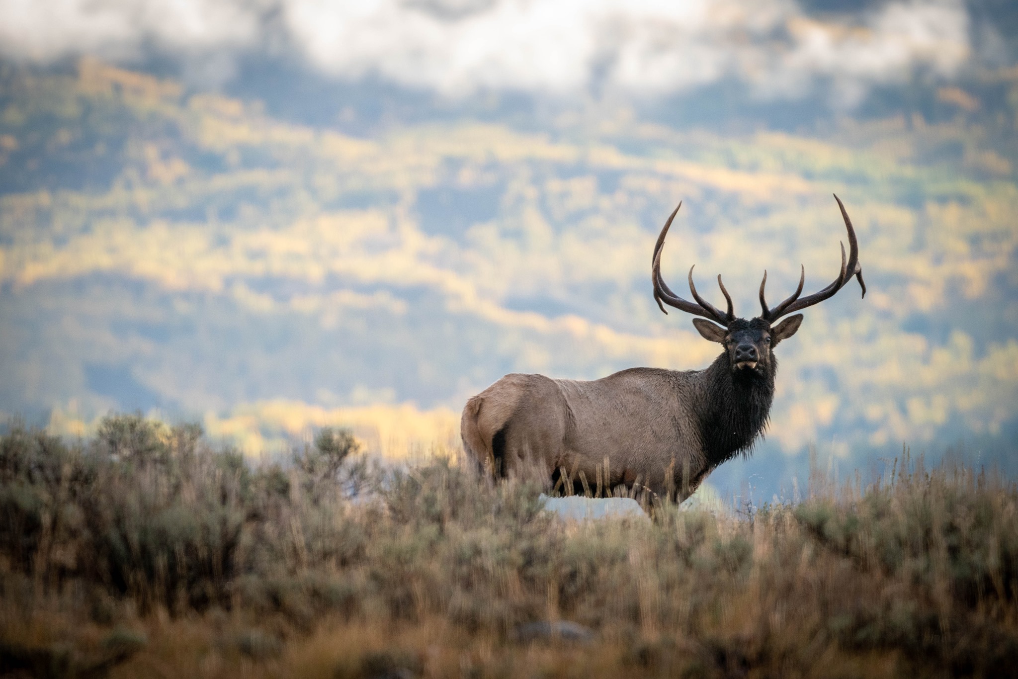 Elk reduction program begins Saturday - JacksonHolePress