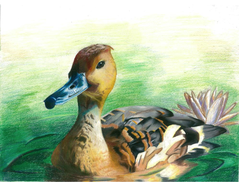 Winners of Wyoming Junior Duck Stamp announced JacksonHolePress